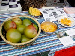 Mangoaktion 2008 Amalie aus Burkina Faso_A (Custom) Mangoaktion 2008 Amalie aus Burkina Faso_A (Custom)