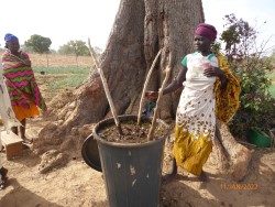 PARI-GST_P1030791-Flüssigkompost (Custom) PARI-GST_P1030791-Flüssigkompost (Custom)