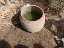 PARI-GST_P1070563-Insektizidjauche-b (Custom) PARI-GST_P1070563-Insektizidjauche-b (Custom)