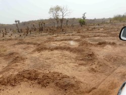 PROSAN-YE_P1110297-Halbmondd�mme-neu-b (Custom)